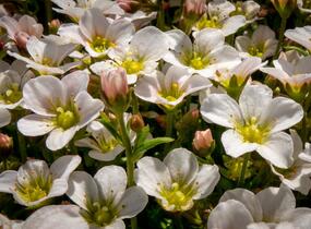 Lomikámen arendsův 'Alpino Early White' - Saxifraga x arendsii 'Alpino Early White'