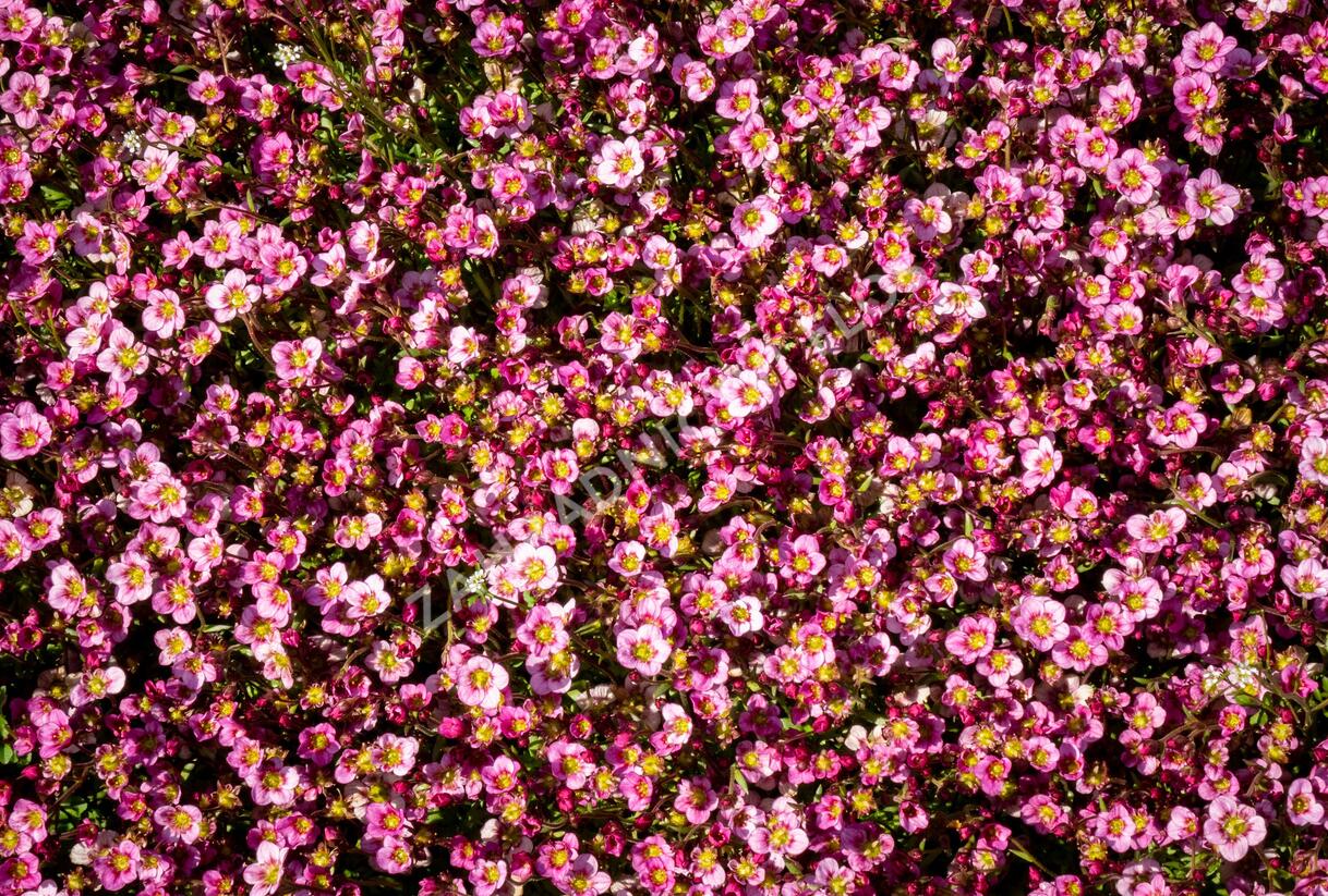 Lomikámen arendsův 'Alpino Early Pink Heart' - Saxifraga x arendsii 'Alpino Early Pink Heart'