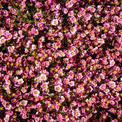 Lomikámen arendsův 'Alpino Early Pink Heart' - Saxifraga x arendsii 'Alpino Early Pink Heart'