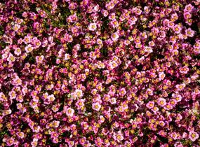 Lomikámen arendsův 'Alpino Early Pink Heart' - Saxifraga x arendsii 'Alpino Early Pink Heart'
