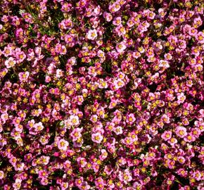 Lomikámen arendsův 'Alpino Early Pink Heart' - Saxifraga x arendsii 'Alpino Early Pink Heart'