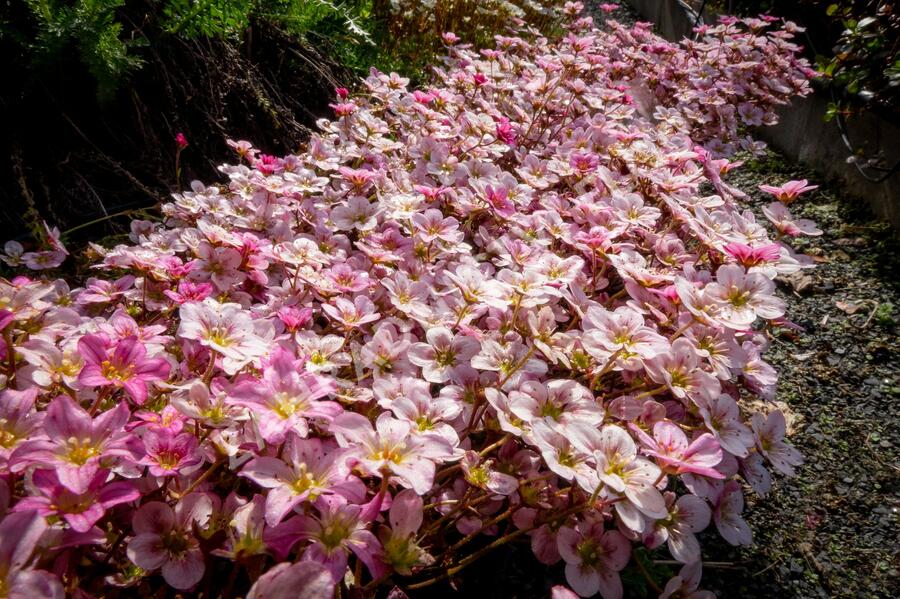 Lomikámen arendsův 'Alpino Early Pink Heart' - Saxifraga x arendsii 'Alpino Early Pink Heart'