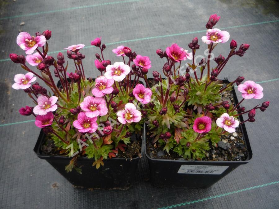 Lomikámen arendsův 'Alpino Early Pink Heart' - Saxifraga x arendsii 'Alpino Early Pink Heart'