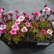 Lomikámen arendsův 'Alpino Early Pink Heart' - Saxifraga x arendsii 'Alpino Early Pink Heart'