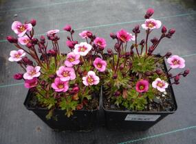 Lomikámen arendsův 'Alpino Early Pink Heart' - Saxifraga x arendsii 'Alpino Early Pink Heart'