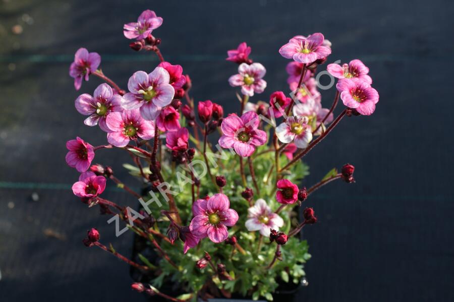 Lomikámen arendsův 'Alpino Early Pink Heart' - Saxifraga x arendsii 'Alpino Early Pink Heart'