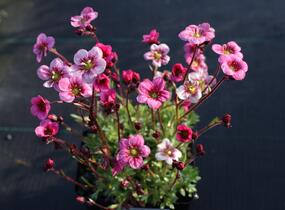 Lomikámen arendsův 'Alpino Early Pink Heart' - Saxifraga x arendsii 'Alpino Early Pink Heart'