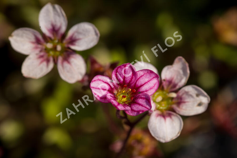 Lomikámen arendsův 'Alpino Early Pink Heart' - Saxifraga x arendsii 'Alpino Early Pink Heart'