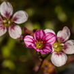 Lomikámen arendsův 'Alpino Early Pink Heart' - Saxifraga x arendsii 'Alpino Early Pink Heart'