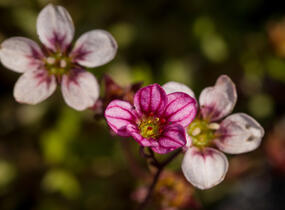 Lomikámen arendsův 'Alpino Early Pink Heart' - Saxifraga x arendsii 'Alpino Early Pink Heart'