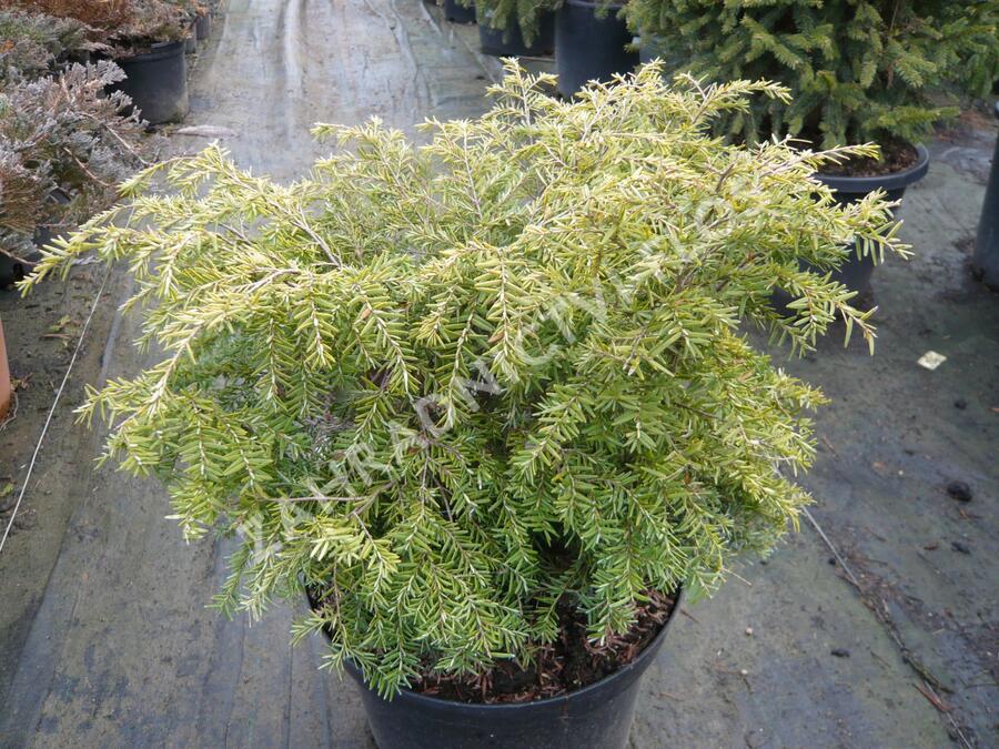 Jedlovec kanadský 'Nana' - Tsuga canadensis 'Nana'