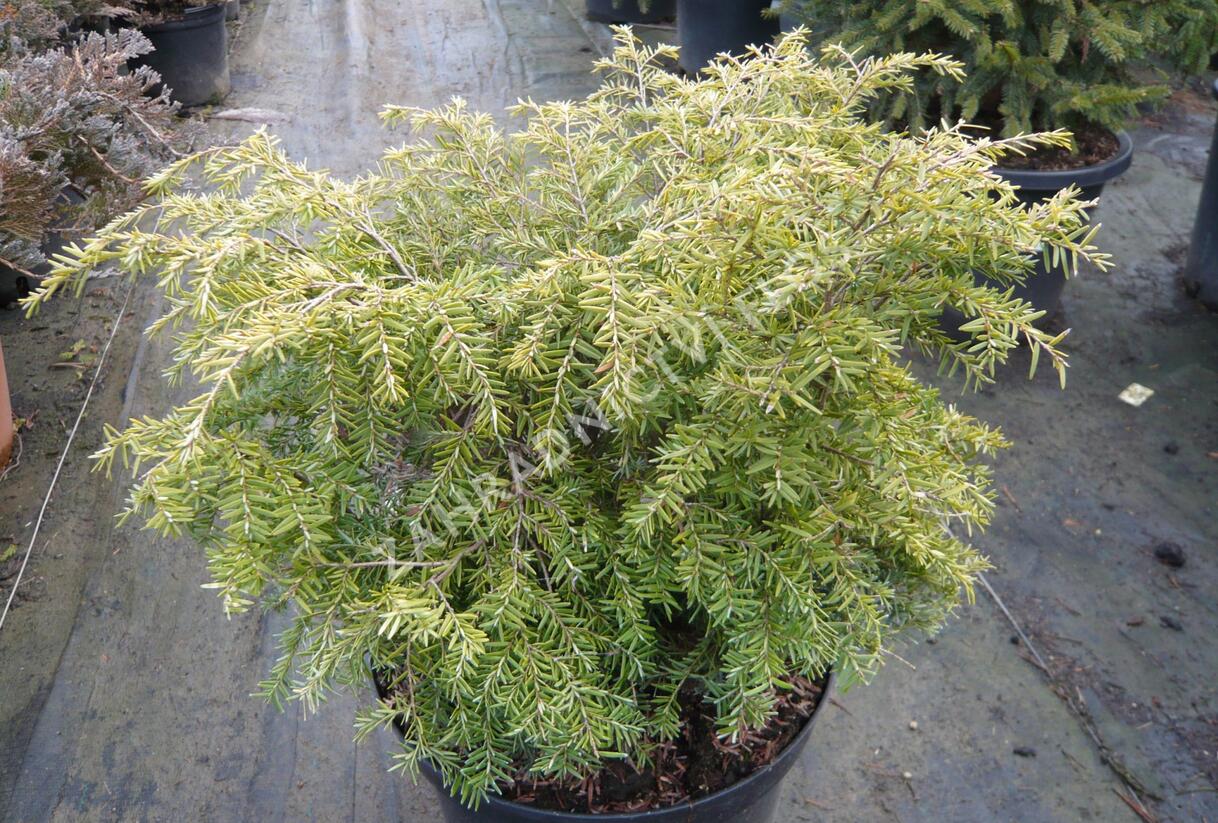 Jedlovec kanadský 'Nana' - Tsuga canadensis 'Nana'
