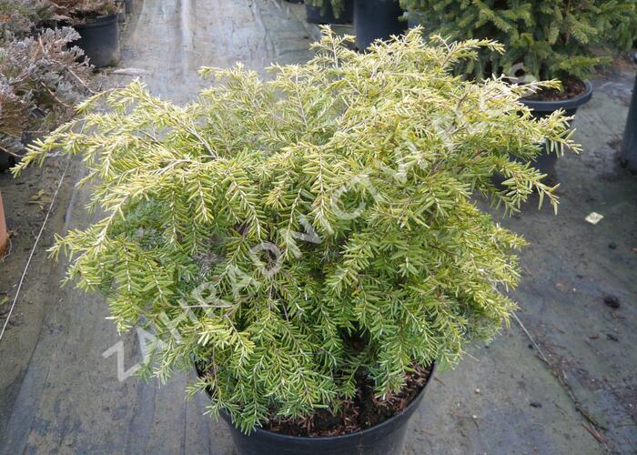 Jedlovec kanadský 'Nana' - Tsuga canadensis 'Nana'