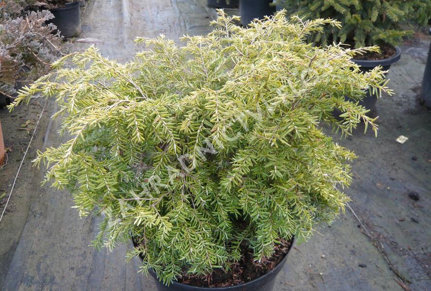 Jedlovec kanadský 'Nana' - Tsuga canadensis 'Nana'
