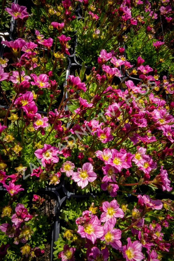 Lomikámen arendsův 'Alpino Early Pink' - Saxifraga x arendsii 'Alpino Early Pink'