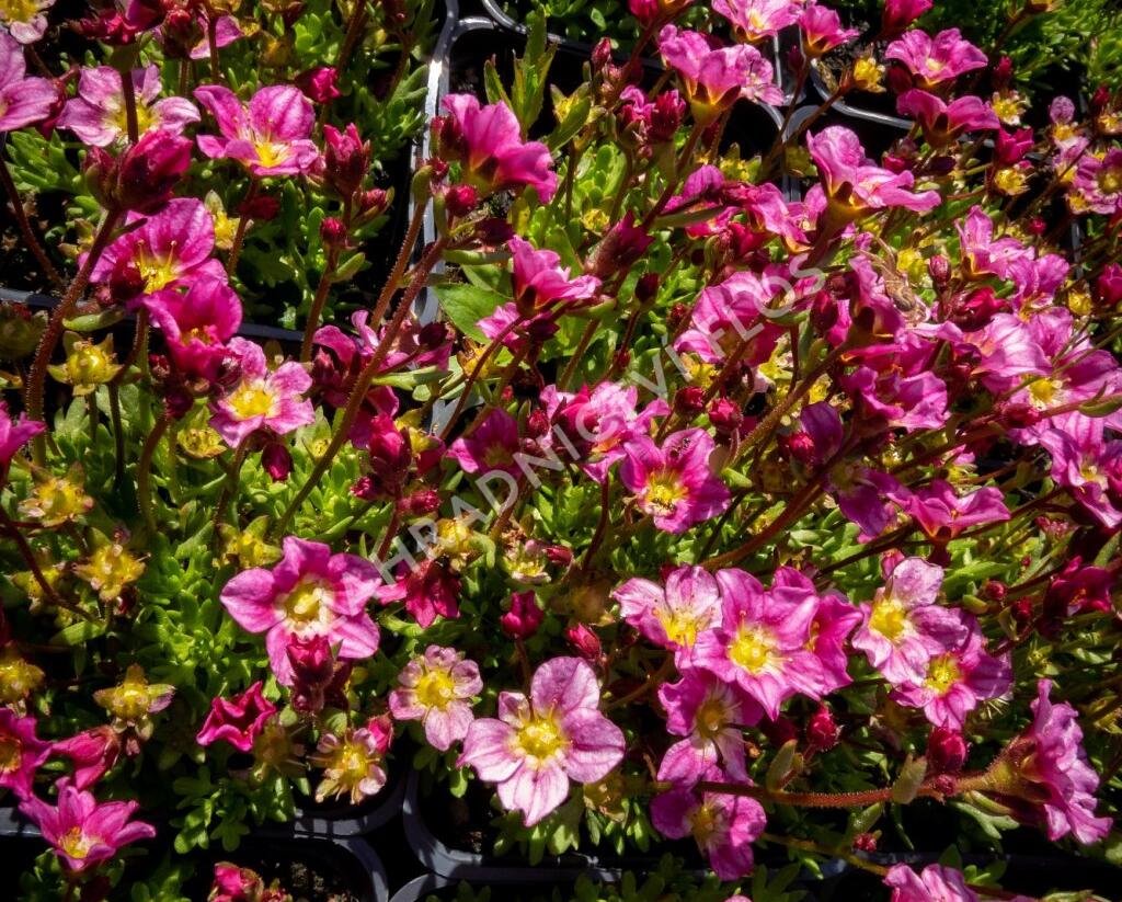 Lomikámen arendsův 'Alpino Early Pink' - Saxifraga x arendsii 'Alpino Early Pink'