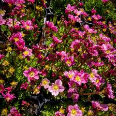 Lomikámen arendsův 'Alpino Early Pink' - Saxifraga x arendsii 'Alpino Early Pink'