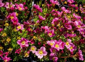 Lomikámen arendsův 'Alpino Early Pink' - Saxifraga x arendsii 'Alpino Early Pink'