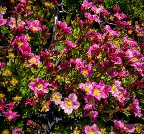 Lomikámen arendsův 'Alpino Early Pink' - Saxifraga x arendsii 'Alpino Early Pink'