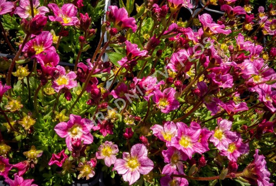 Lomikámen arendsův 'Alpino Early Pink' - Saxifraga x arendsii 'Alpino Early Pink'