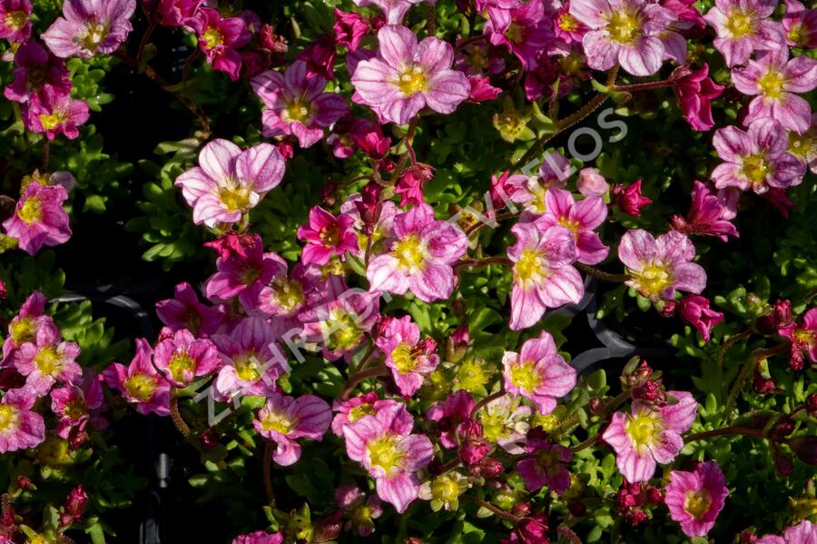 Lomikámen arendsův 'Alpino Early Pink' - Saxifraga x arendsii 'Alpino Early Pink'