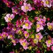 Lomikámen arendsův 'Alpino Early Pink' - Saxifraga x arendsii 'Alpino Early Pink'
