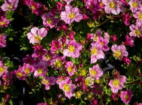 Lomikámen arendsův 'Alpino Early Pink' - Saxifraga x arendsii 'Alpino Early Pink'