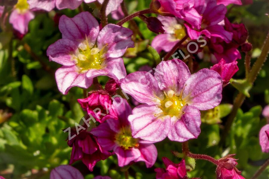 Lomikámen arendsův 'Alpino Early Pink' - Saxifraga x arendsii 'Alpino Early Pink'