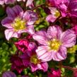 Lomikámen arendsův 'Alpino Early Pink' - Saxifraga x arendsii 'Alpino Early Pink'