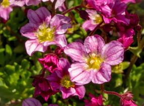 Lomikámen arendsův 'Alpino Early Pink' - Saxifraga x arendsii 'Alpino Early Pink'