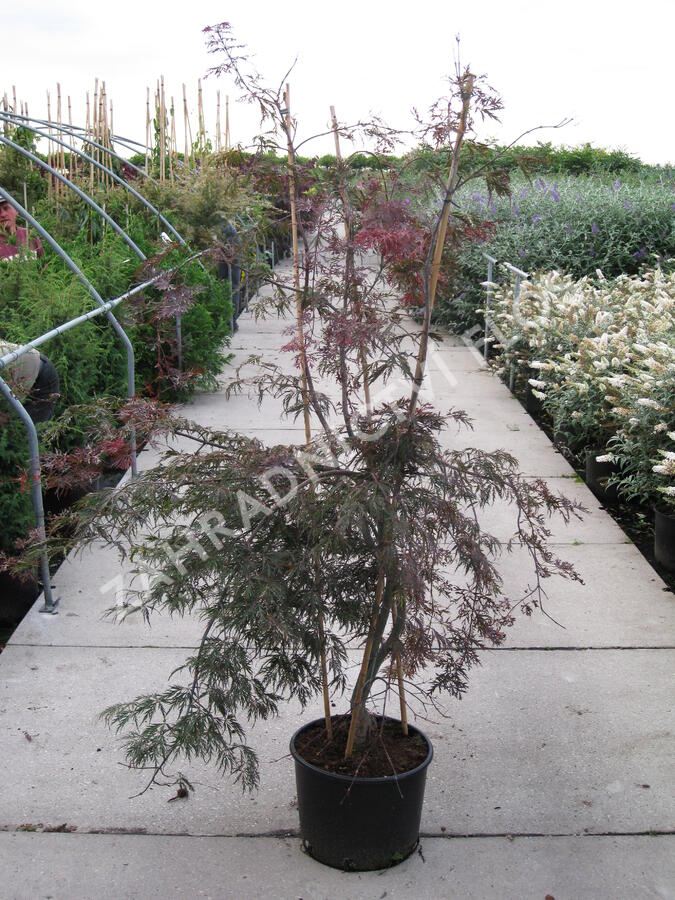 Javor dlanitolistý 'Dissectum Garnet' - Acer palmatum 'Dissectum Garnet'