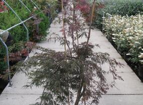 Javor dlanitolistý 'Dissectum Garnet' - Acer palmatum 'Dissectum Garnet'