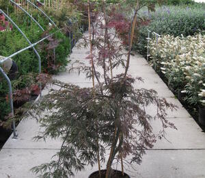 Javor dlanitolistý 'Dissectum Garnet' - Acer palmatum 'Dissectum Garnet'