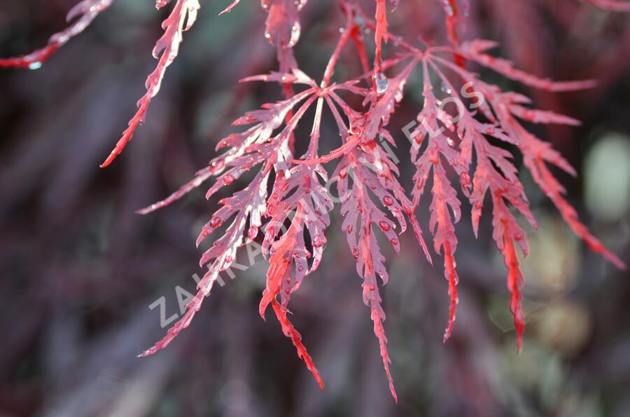Javor dlanitolistý 'Dissectum Garnet' - Acer palmatum 'Dissectum Garnet'