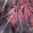 Javor dlanitolistý 'Dissectum Garnet' - Acer palmatum 'Dissectum Garnet'