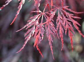 Javor dlanitolistý 'Dissectum Garnet' - Acer palmatum 'Dissectum Garnet'
