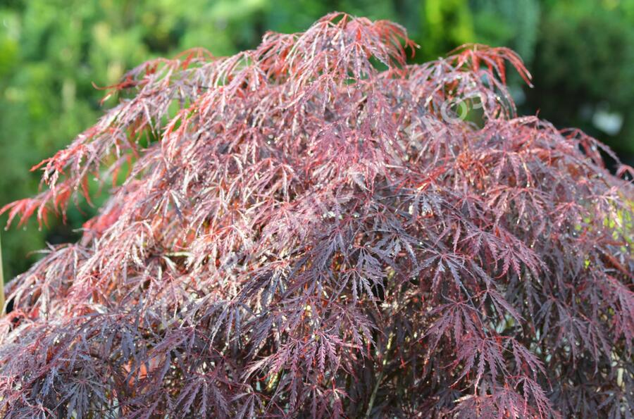 Javor dlanitolistý 'Dissectum Garnet' - Acer palmatum 'Dissectum Garnet'