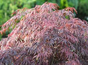 Javor dlanitolistý 'Dissectum Garnet' - Acer palmatum 'Dissectum Garnet'