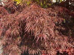 Javor dlanitolistý 'Dissectum Garnet' - Acer palmatum 'Dissectum Garnet'