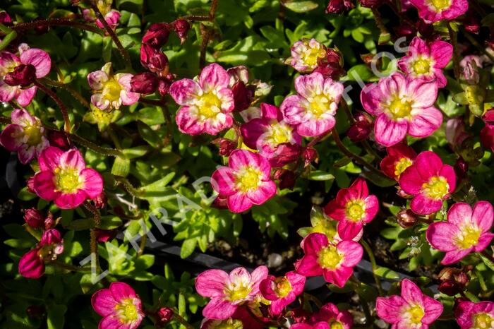 Lomikámen arendsův 'Alpino Early Picotee' - Saxifraga x arendsii 'Alpino Early Picotee'