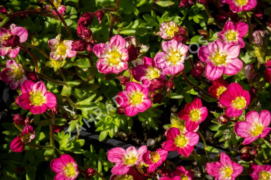 Lomikámen arendsův 'Alpino Early Picotee' - Saxifraga x arendsii 'Alpino Early Picotee'