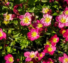 Lomikámen arendsův 'Alpino Early Picotee' - Saxifraga x arendsii 'Alpino Early Picotee'