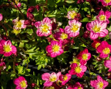 Lomikámen arendsův 'Alpino Early Picotee'