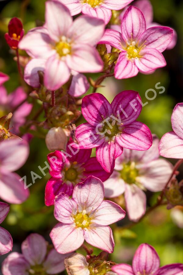 Lomikámen arendsův 'Alpino Early Picotee' - Saxifraga x arendsii 'Alpino Early Picotee'