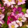 Lomikámen arendsův 'Alpino Early Picotee' - Saxifraga x arendsii 'Alpino Early Picotee'