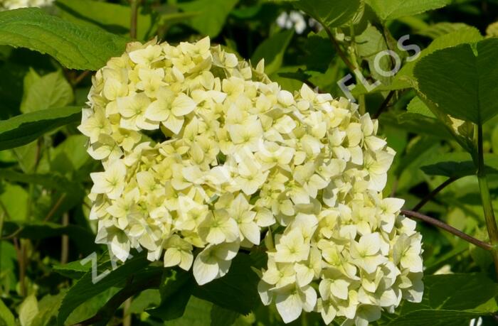 Hortenzie stromečkovitá 'Grandiflora' - Hydrangea arborescens 'Grandiflora'