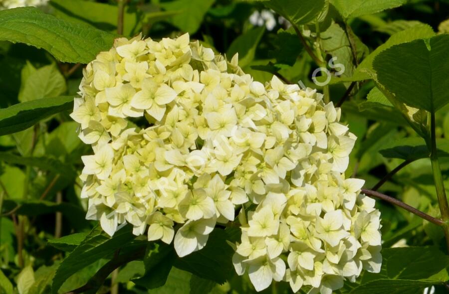 Hortenzie stromečkovitá 'Grandiflora' - Hydrangea arborescens 'Grandiflora'