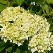 Hortenzie stromečkovitá 'Grandiflora' - Hydrangea arborescens 'Grandiflora'
