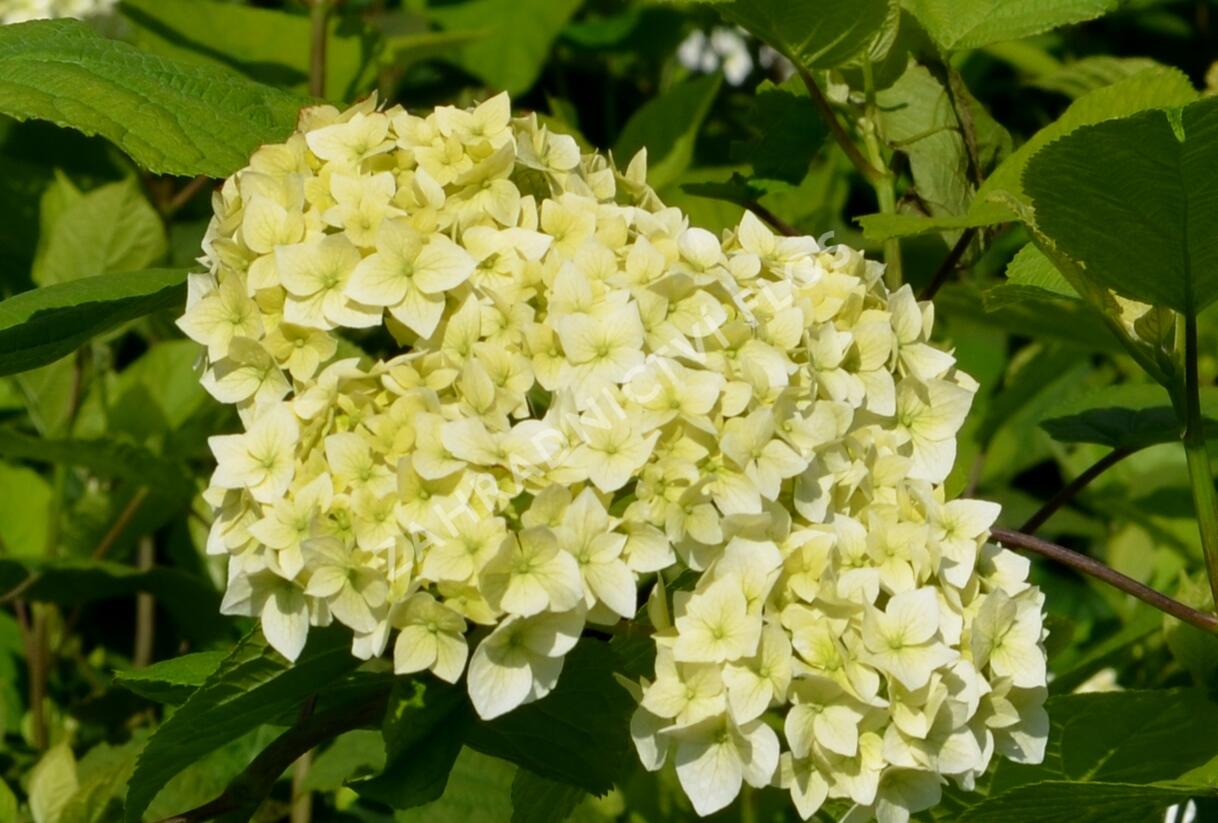 Hortenzie stromečkovitá 'Grandiflora' - Hydrangea arborescens 'Grandiflora'