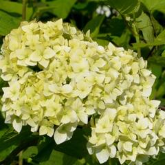 Hortenzie stromečkovitá 'Grandiflora' - Hydrangea arborescens 'Grandiflora'
